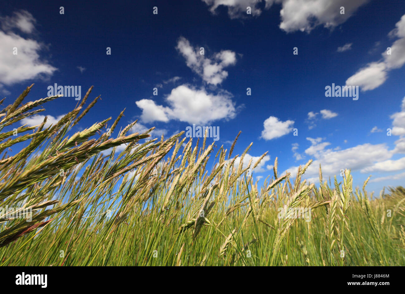 Wilde Gräser und ein blauer Himmel über den Sümpfen North Norfolk. Stockfoto