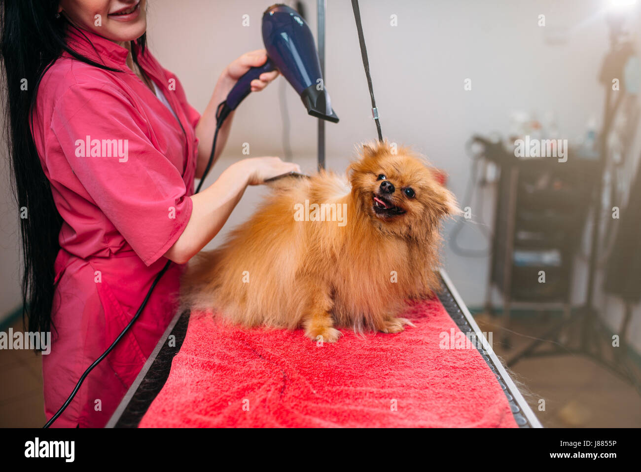 Hundefriseur mit einem Haar Trockner, Hund in Pflege Salon waschen.  Professionelle Bräutigam und Frisur für Haustiere Stockfotografie - Alamy