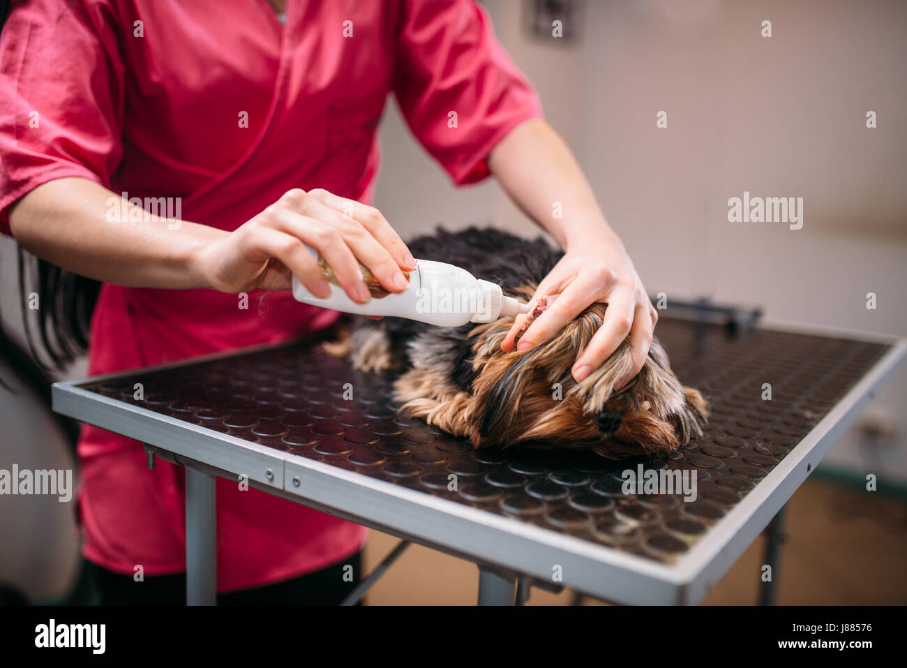 Hundefriseur, Ohr Reinigung für kleinen Hund. Professionelle Pflege und Reinigungs-Service für Haustiere Stockfoto
