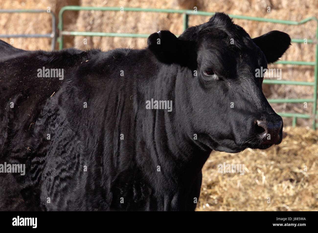 Eine Nahaufnahme einer Black Angus Kuh. Stockfoto