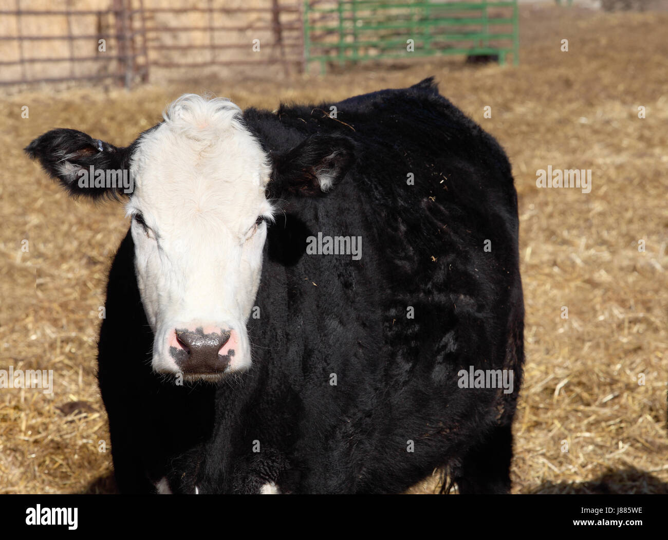 Black Angus Kühe füttern Stockfoto