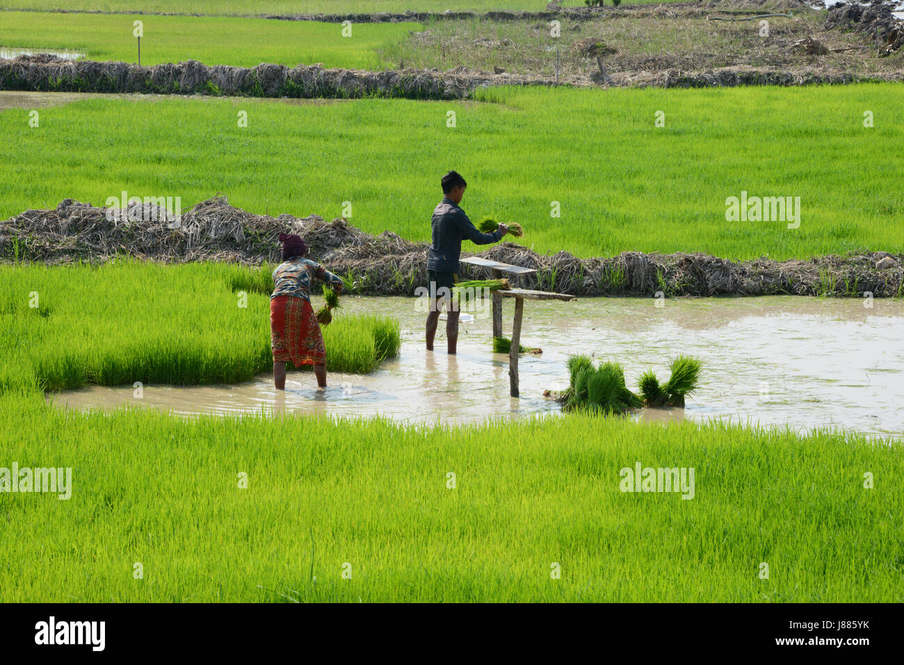 Arbeit in den Reisfeldern in Provinz Siem Reap, Kambodscha Stockfoto