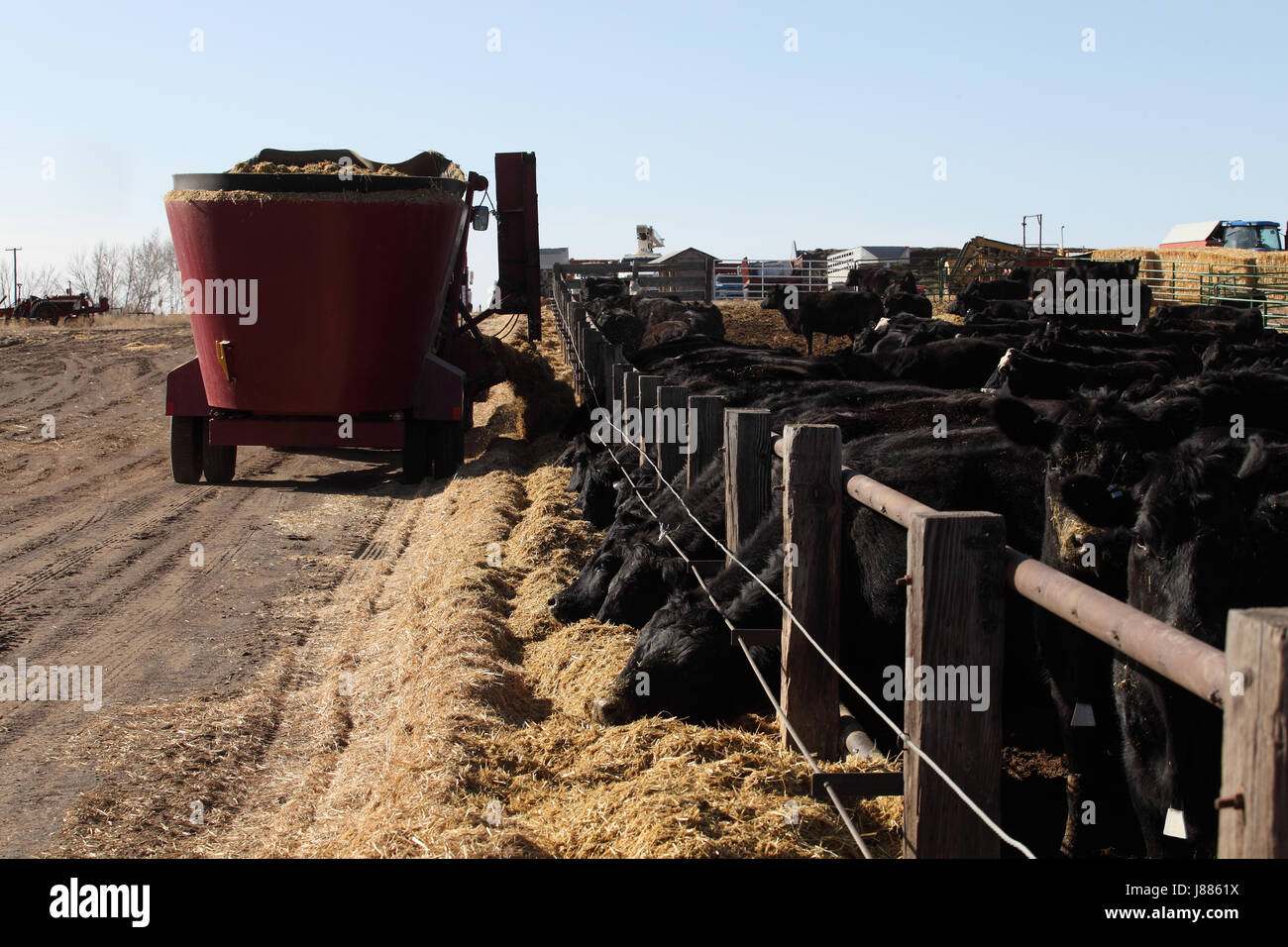 Black Angus Kühe ernähren sich von gehackten Heu an ein feedlot Stockfoto
