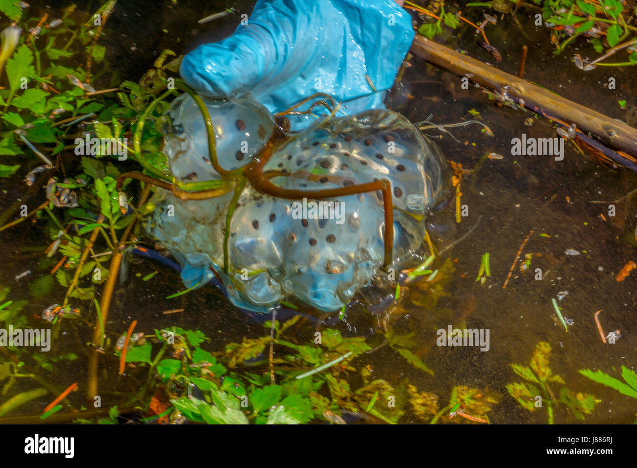 Eine nordwestliche Salamander Ei Masse, vom Elch Teich in der Nähe der Parkeisenbahn im Stanley Park. Stockfoto
