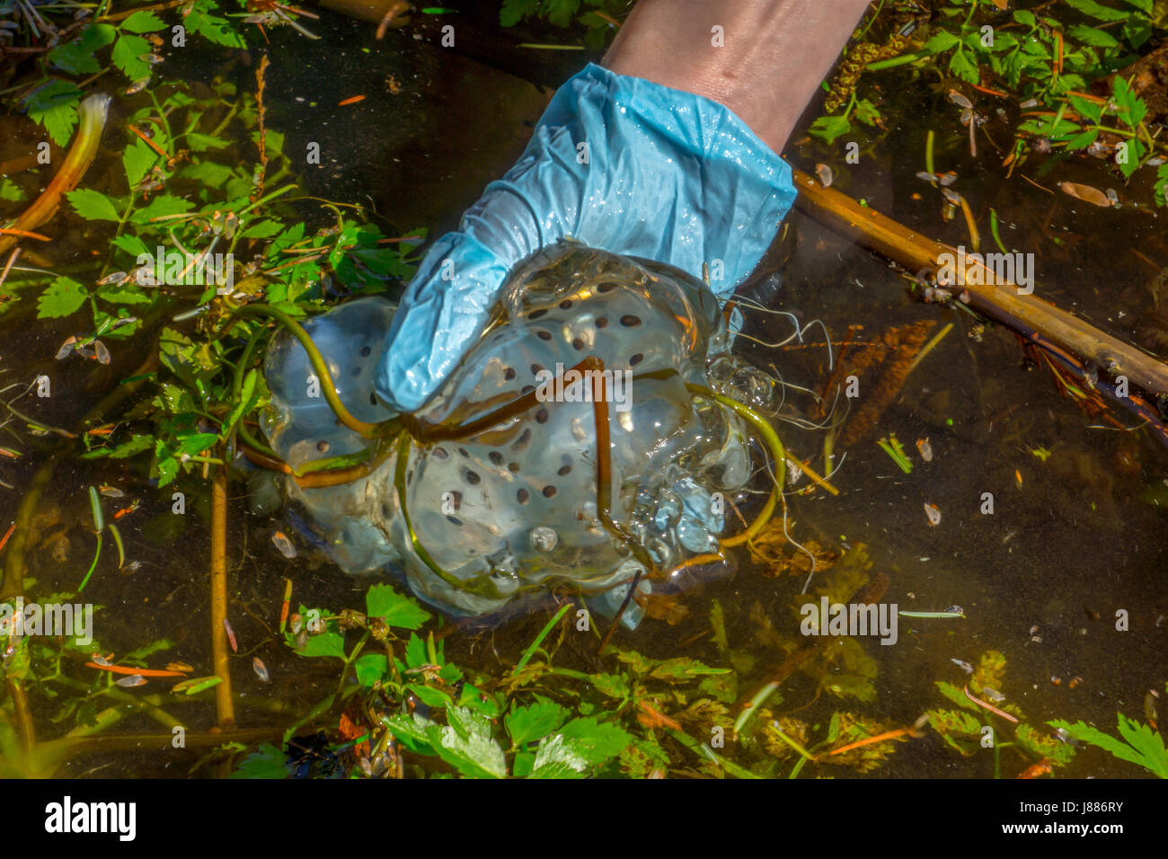 Blauer salamander Fotos und Bildmaterial in hoher Auflösung Alamy