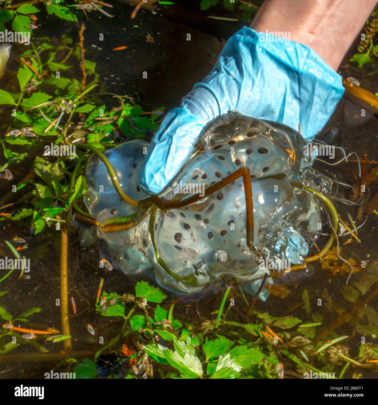 Eine nordwestliche Salamander Ei Masse, vom Elch Teich in der Nähe der Parkeisenbahn im Stanley Park. Stockfoto