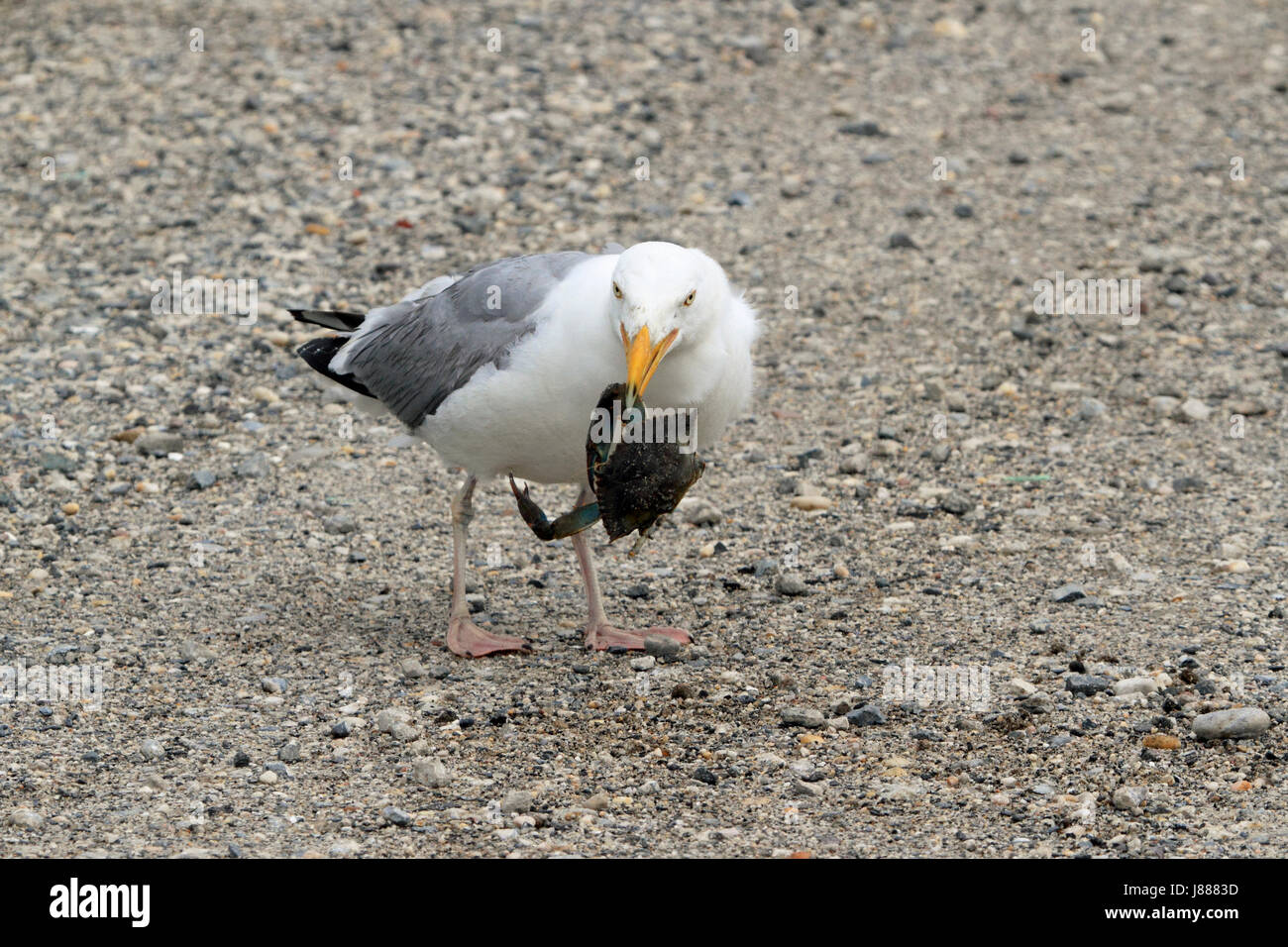 Silbermöwe, Larus Argentatus Essen eine Krabbe Stockfoto