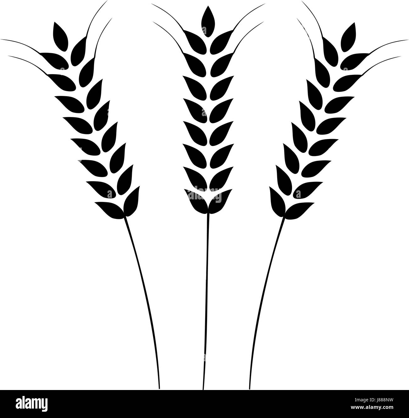 Vektor-Illustration der Ohren von Weizen, Gerste oder Roggen. Ideal für die Verpackung von Brot. Vektor Icon. Stock Vektor