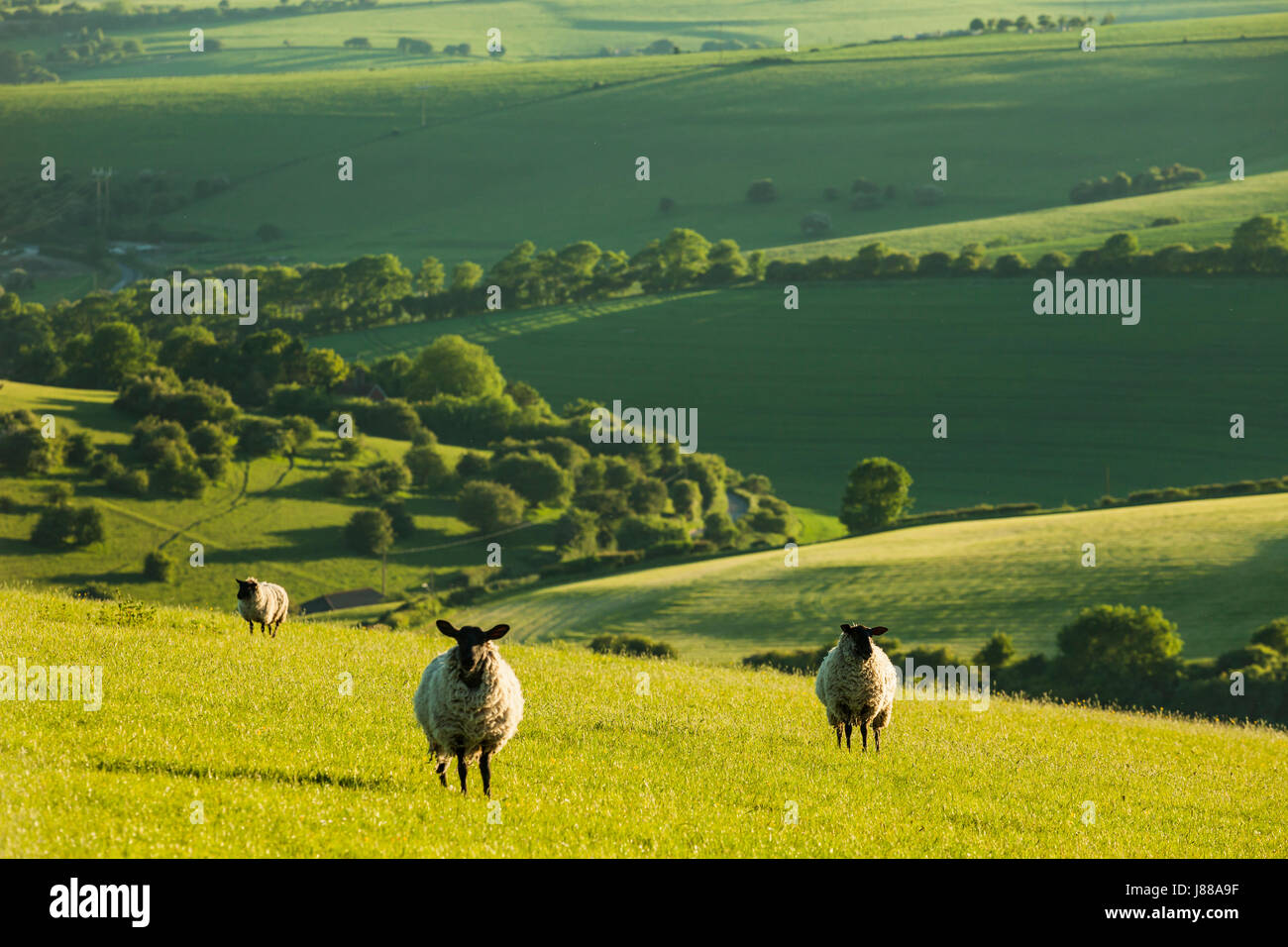 Schafbeweidung in South Downs National Park auf eine Feder am Nachmittag, East Sussex, England. Stockfoto