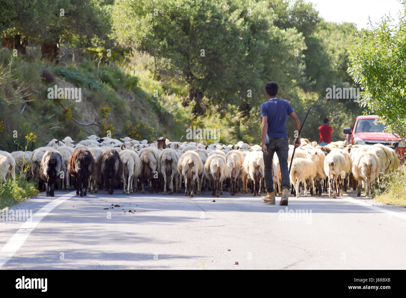 Herden von Schafen auf einer Landstraße in der Mitte der Insel Kreta Stockfoto