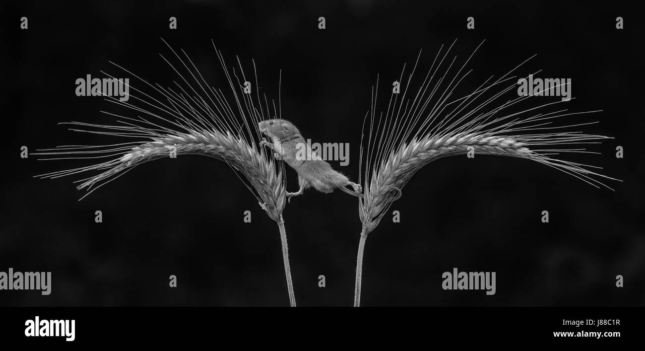 Ernte-Mäuse Stockfoto