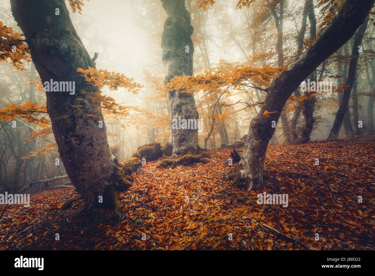 Orange Wald. Herbst-Wald. Mystische Herbstwald in gelber Nebel. Alter Baumbestand. Schöne Landschaft mit Bäumen, Pfad, bunte orange und rote Laub, Nebel Stockfoto