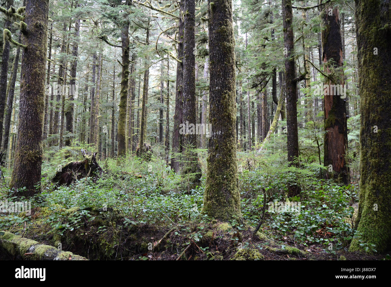 Moosigen alte westliche rote Zedernbäume in einer uralten Regenwald auf Vancouver Island, British Columbia, Kanada Stockfoto