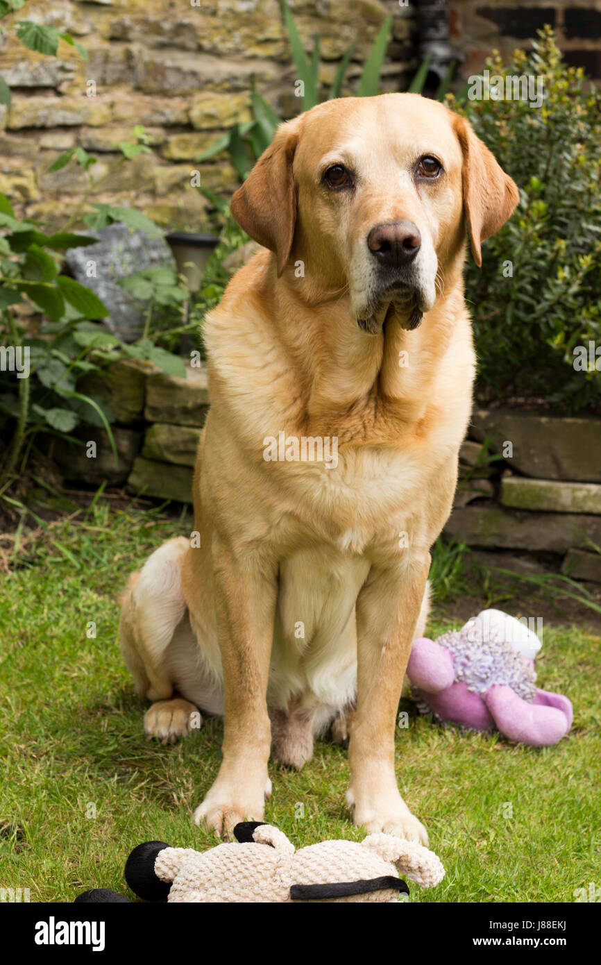 Fox Red Labrador sitzen Stockfoto