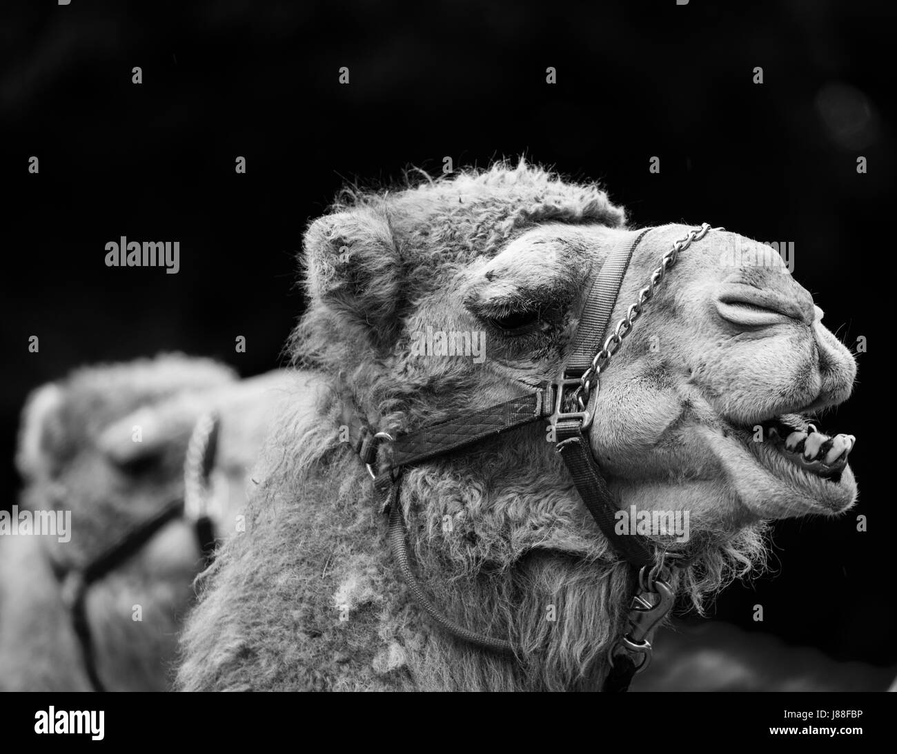 Kamele im Shasta County Fair in Anderson, Kalifornien. Stockfoto