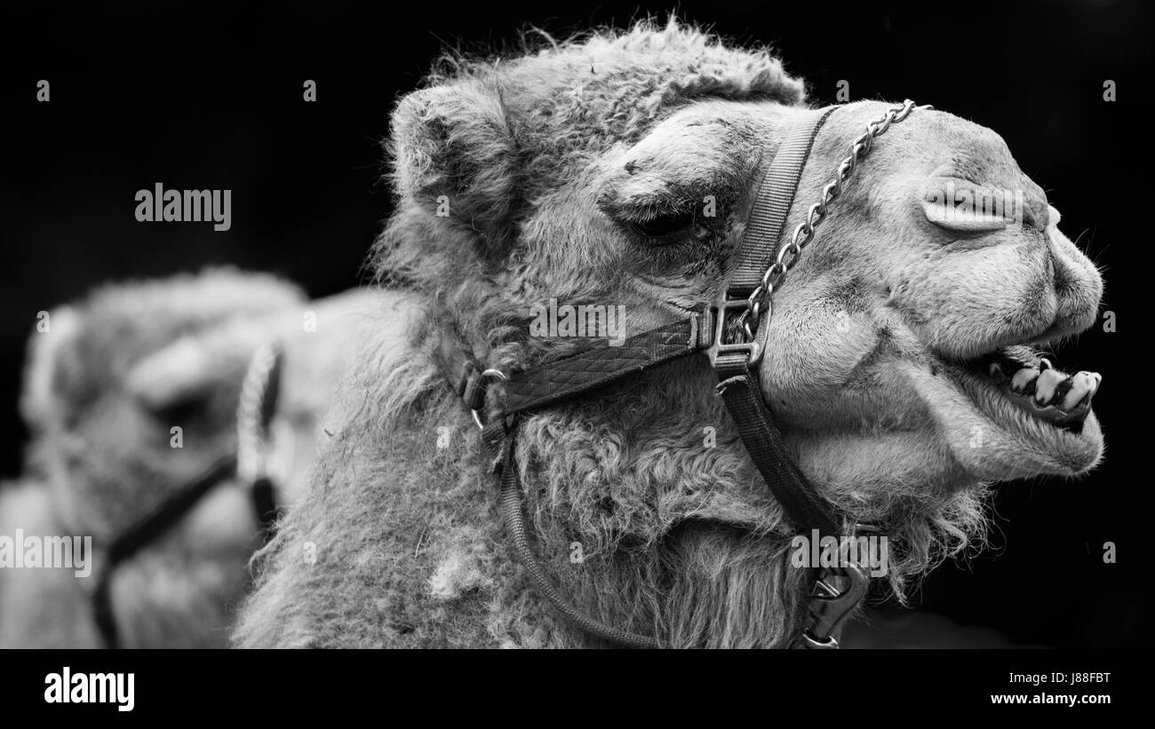 Kamele zum Reiten auf der Kirmes. Stockfoto