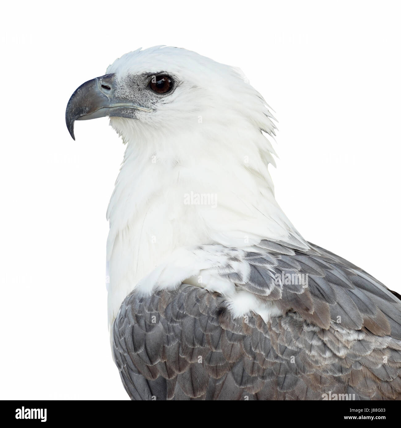 weiße bauchige Seeadler isoliert auf weißem Hintergrund Stockfoto