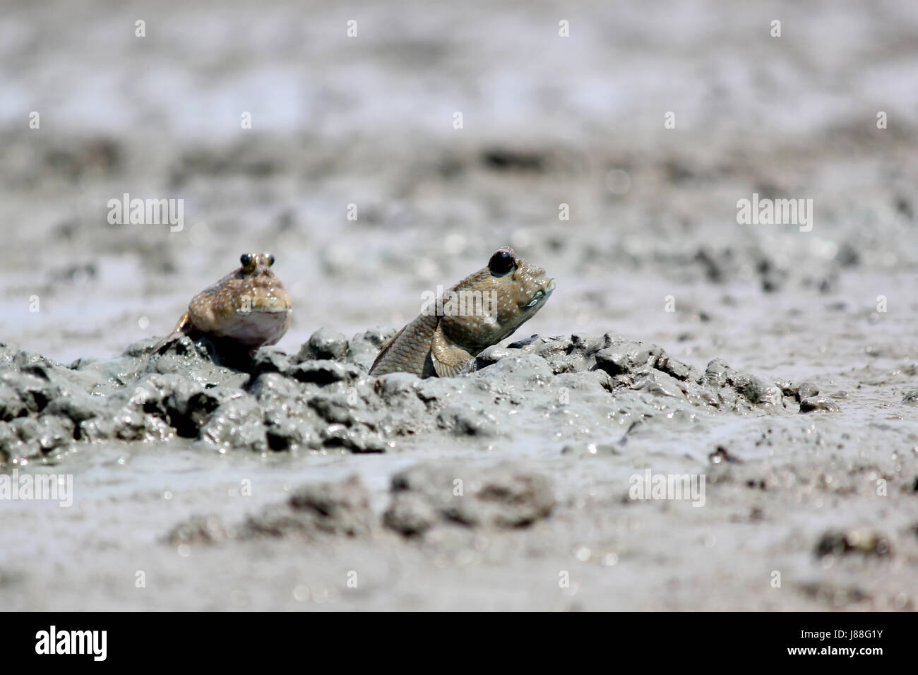 Schlammspringer oder amphibischen Fisch auf dem Schlamm Stockfoto