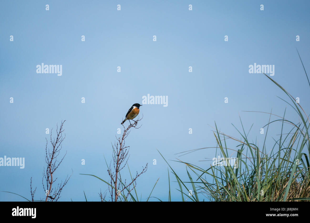 Ein männlicher Passant europäischer Steinechat, Saxicola rubicola, sitzend auf einem Blatt langen Maram Gras, East Lothian, Schottland, Großbritannien Stockfoto