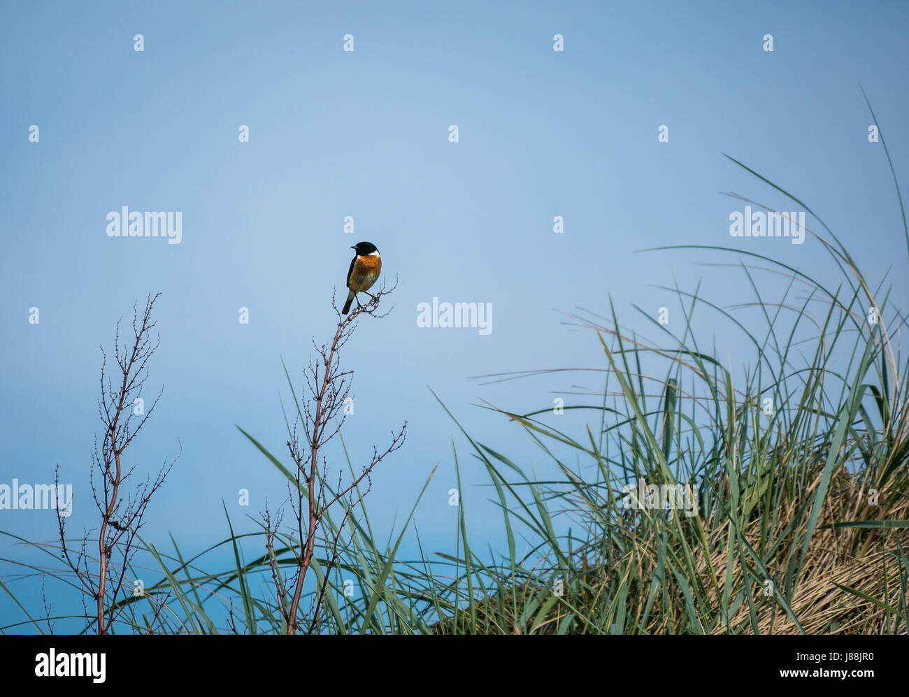 Ein männlicher Passant europäischer Steinechat, Saxicola rubicola, sitzend auf einem Blatt langen Maram Gras, East Lothian, Schottland, Großbritannien Stockfoto