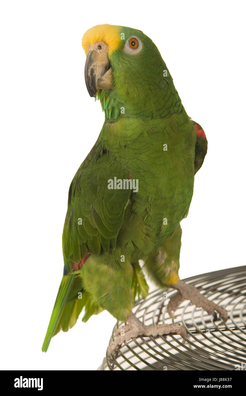 Tier, Vogel, grün, Vögel, Federn, Schnabel, Schnabel, Amazon, Tier, Vogel,  grün Stockfotografie - Alamy