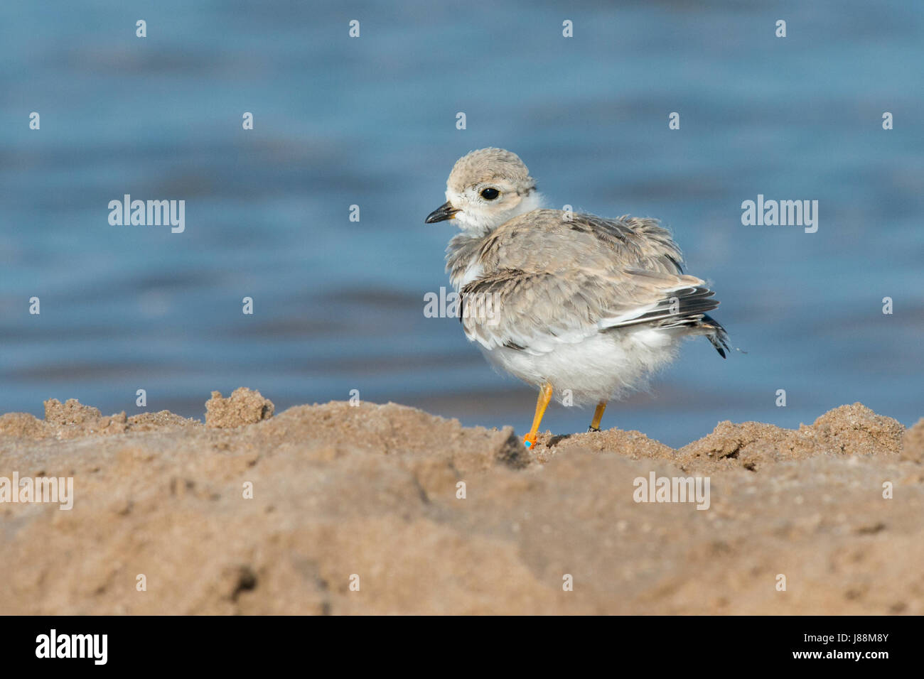 Piping Plover Küken am Strand mit Rüschen Federn (seltene/gefährdet) Stockfoto