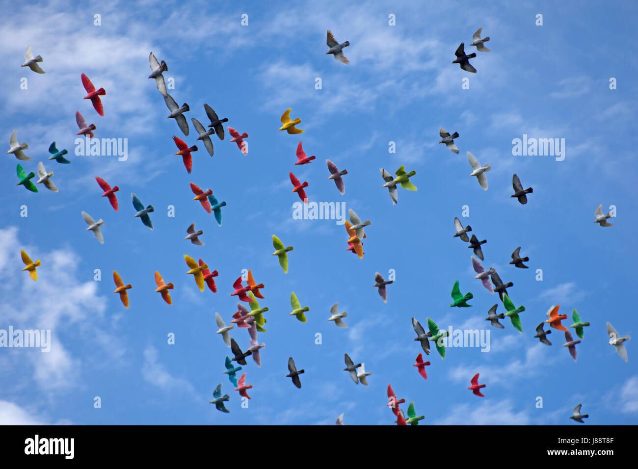 Bunte Tauben fliegen, Molokai, Hawaii, USA Stockfoto