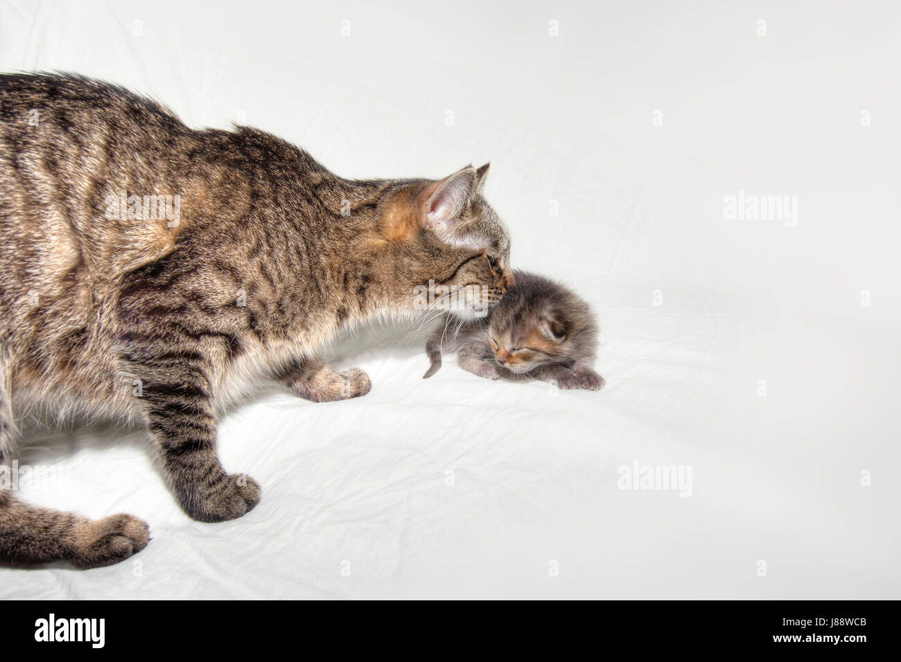 Haustiere Hund Katze Baby Kätzchen Heimelig Inland Zum