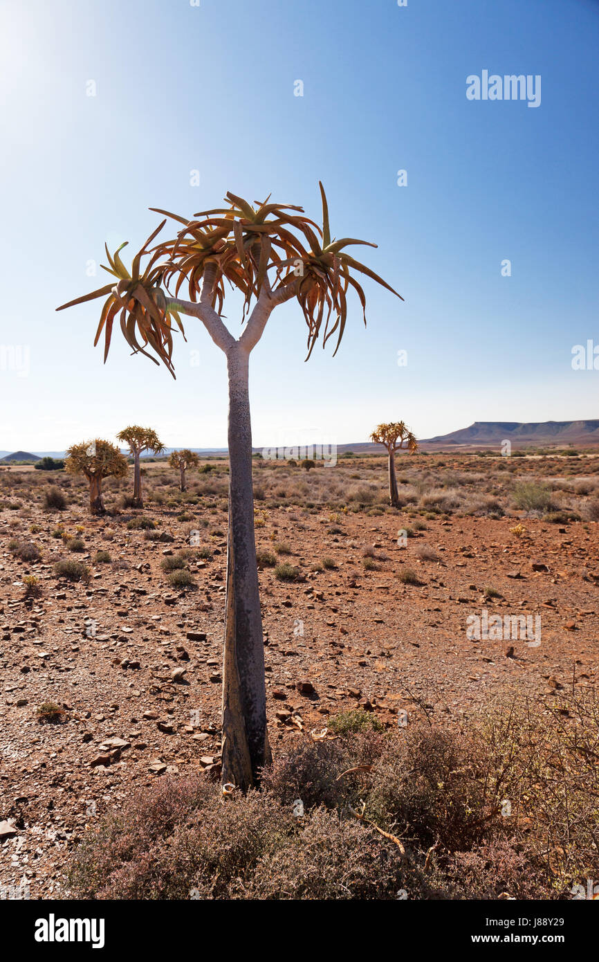 Köcherbaum in Einsamener Landschaft in Südafrika Stockfoto