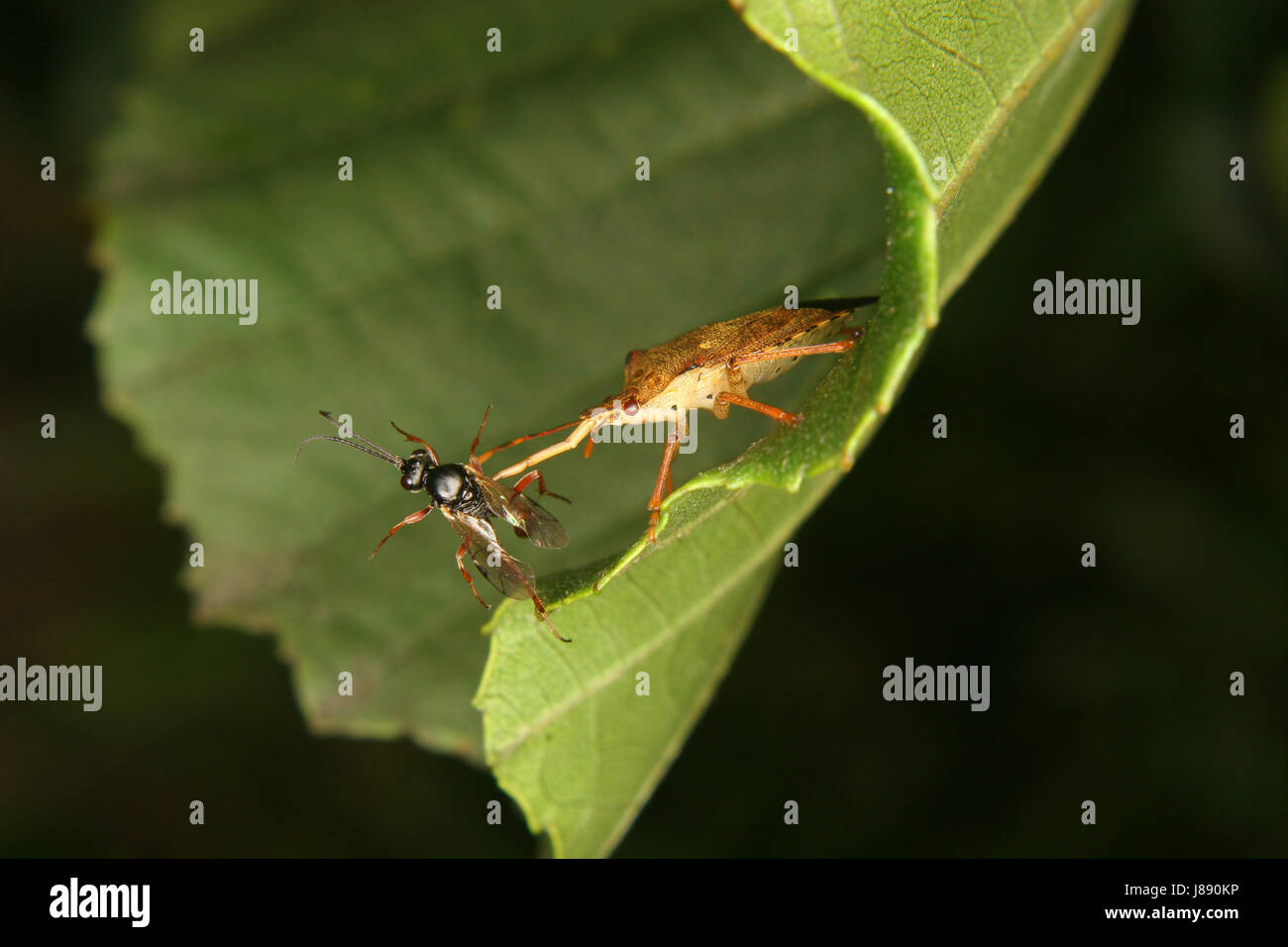 Assassin-Bug (Reduviidae) Stockfoto