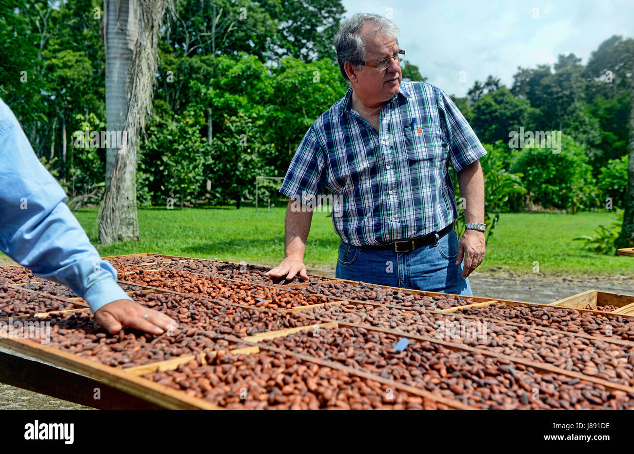 Kakaobohnen trocknen in der Sonne auf Holzbohlen. Stockfoto