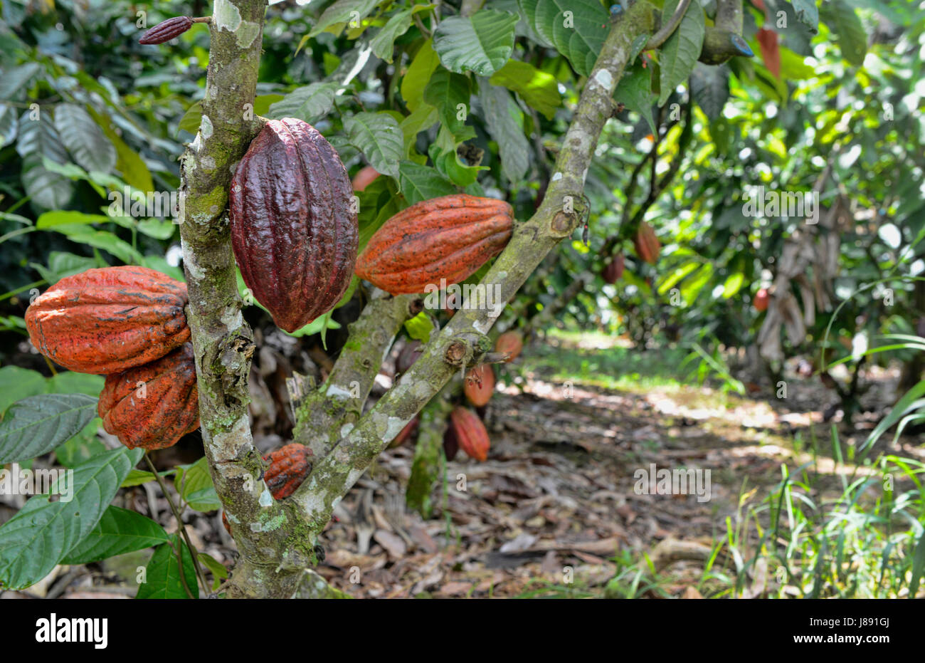 Eine Kakao-Pflanze wächst in einem experimentellen Kakao-Plantage am CATIE tropischen Research Center in Turrialba, Costa Rica. Stockfoto
