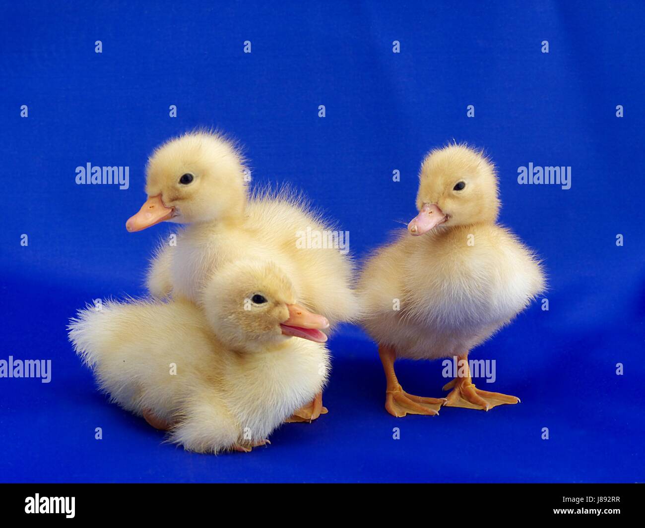 frisch geschlüpfte Enten niedlichen Kinder Stockfoto