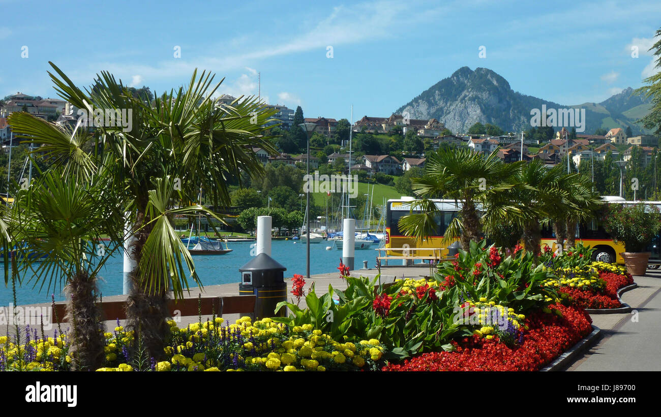 Tourismus, Blume, Blumen, Pflanze, Schweiz, Palmen, Palmen, blau, Stadt  Stockfotografie - Alamy
