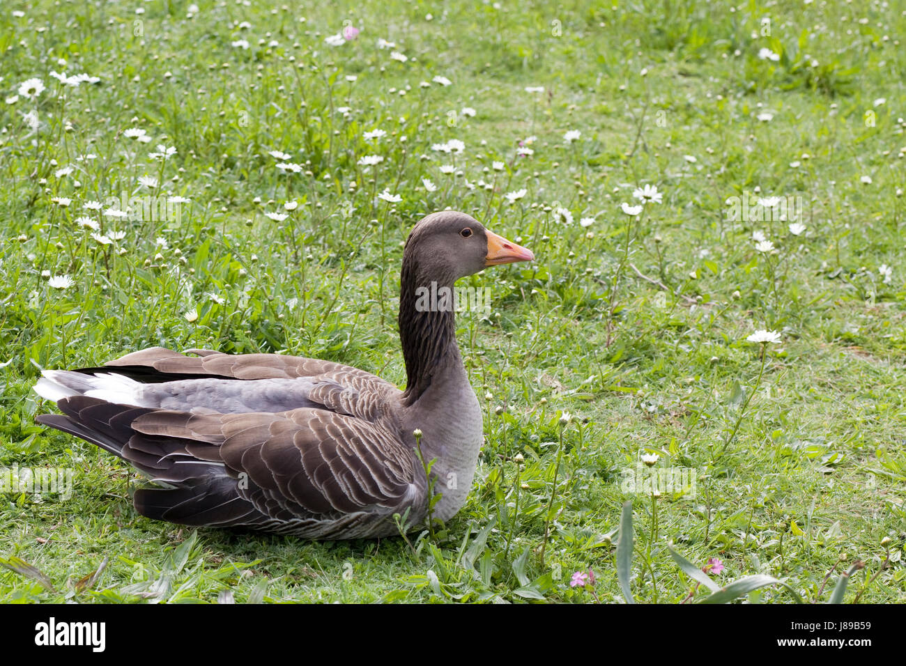 Graugans auf einer Wiese entspannen Stockfoto