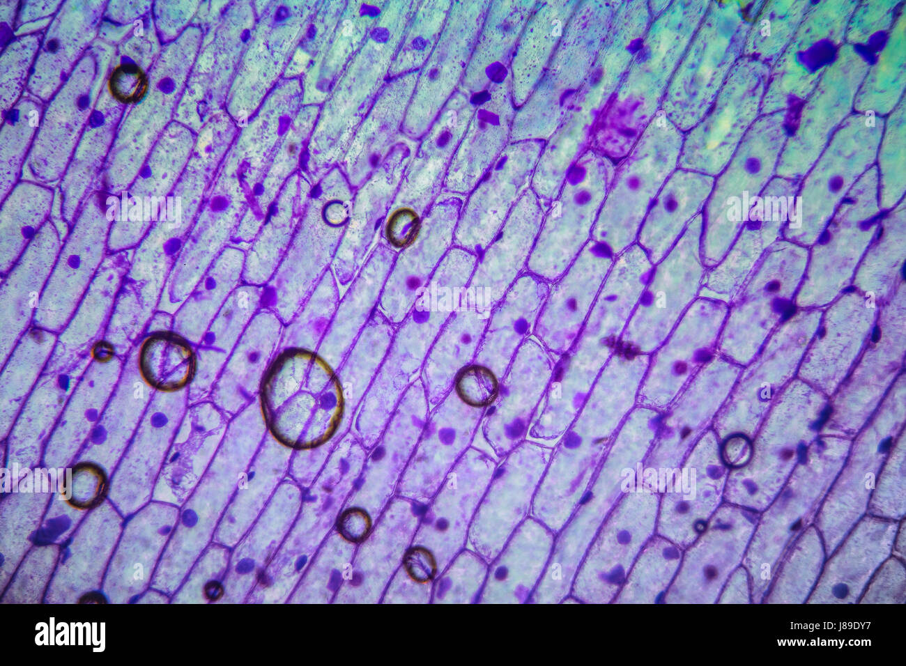 Bio Abschnitt unter Mikroskop. Bunte mikroskopische Struktur, Hintergrund, Muster. Stockfoto