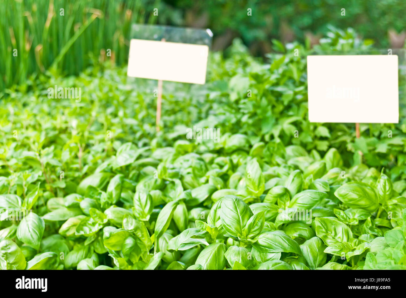 Basilikum, Ocimum basilicum Stockfoto Basilikum, Ocimum basilicum Stockfoto