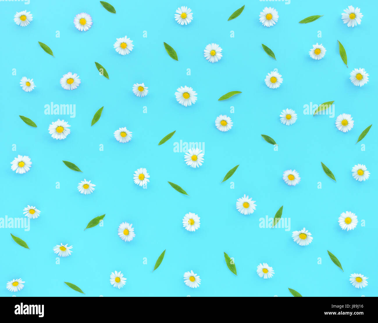 Blumen-Gänseblümchen, Bellis Perennis, und grüne Blätter auf Türkis Blau als Hintergrund. Flach legen und Top Aussicht. Stockfoto