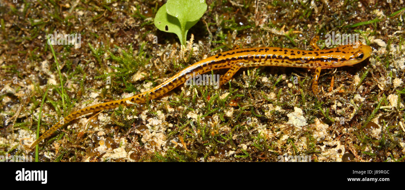 Tier, Kreatur, Salamander, Zoologie, schleimig, Makro, Nahaufnahme, Makro-Aufnahme, Stockfoto