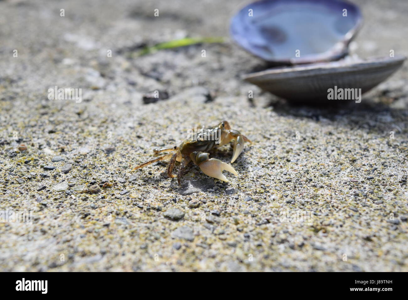 Eine winzige Krabben In einer kleinen Welt Stockfoto