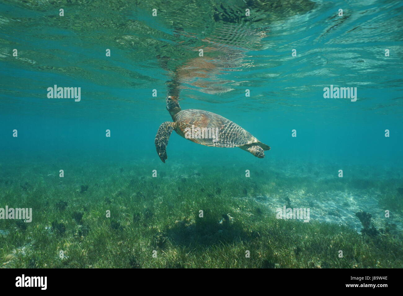 Unter Wasser atmet eine grüne Meeresschildkröte, Chelonia Mydas, an der Meeresoberfläche, Süd-Pazifik, Lagune von Grande Terre Island, Neu-Kaledonien Stockfoto