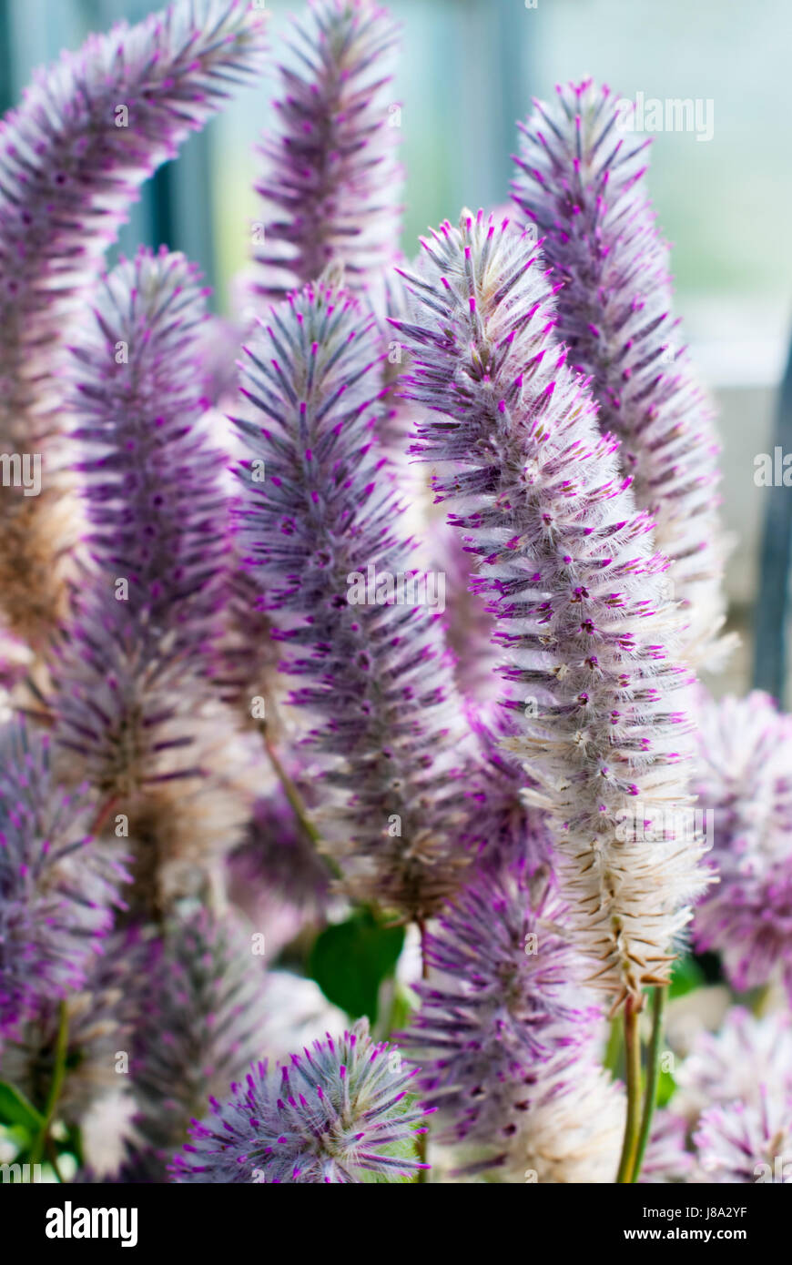 schöne, beauteously, schön, Detail, Nahaufnahme, Garten, Blume, Pflanze, Blüte, Stockfoto