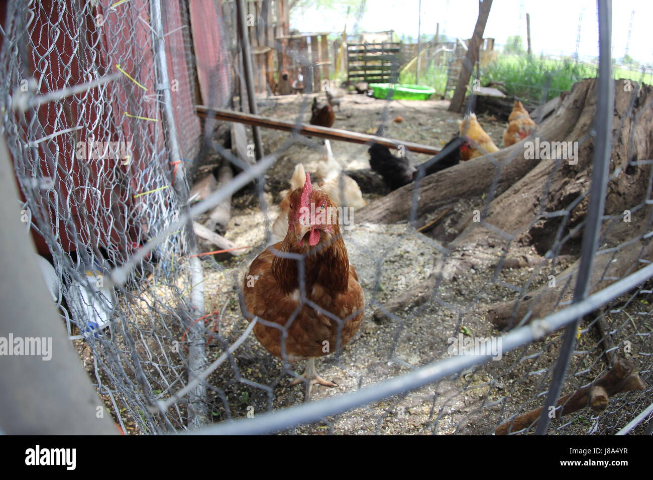 Blick in den Hühnerstall mit einer Henne im Rückblick Stockfoto