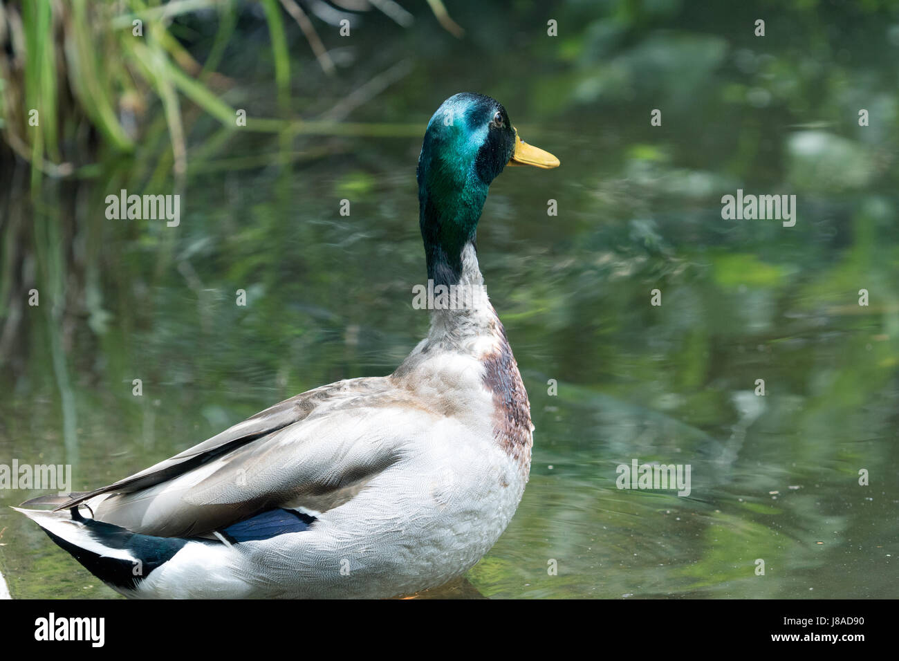 Stockente - Anas Platyrhynckos - Drake oder männlich Stockfoto