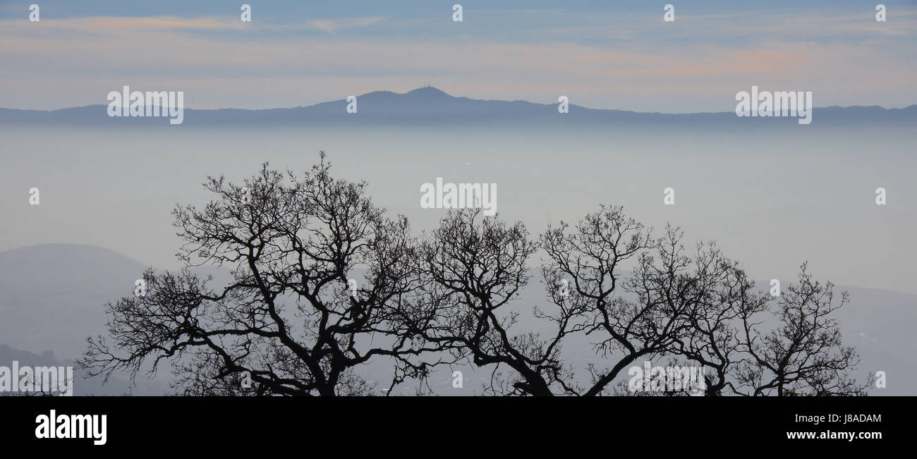 Eiche Baum Silhouette und nebligen Santa Cruz Mountains. Stockfoto