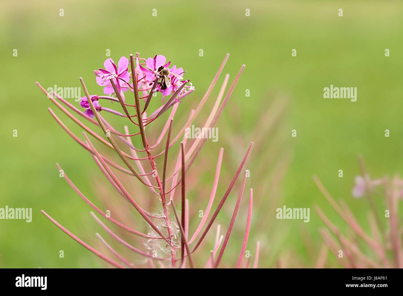 kleinen blühenden Weide Kraut (Epilobium Parviflorum) mit Biene Stockfoto