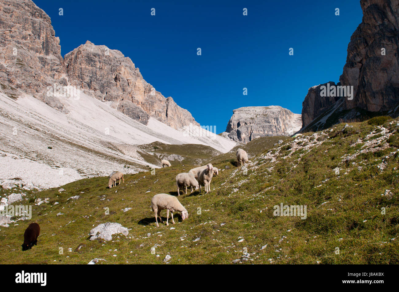 Berge, Wandern, gehen, Wandern, Wanderung, Südtirol, Schafe (pl.), Berg, Stockfoto