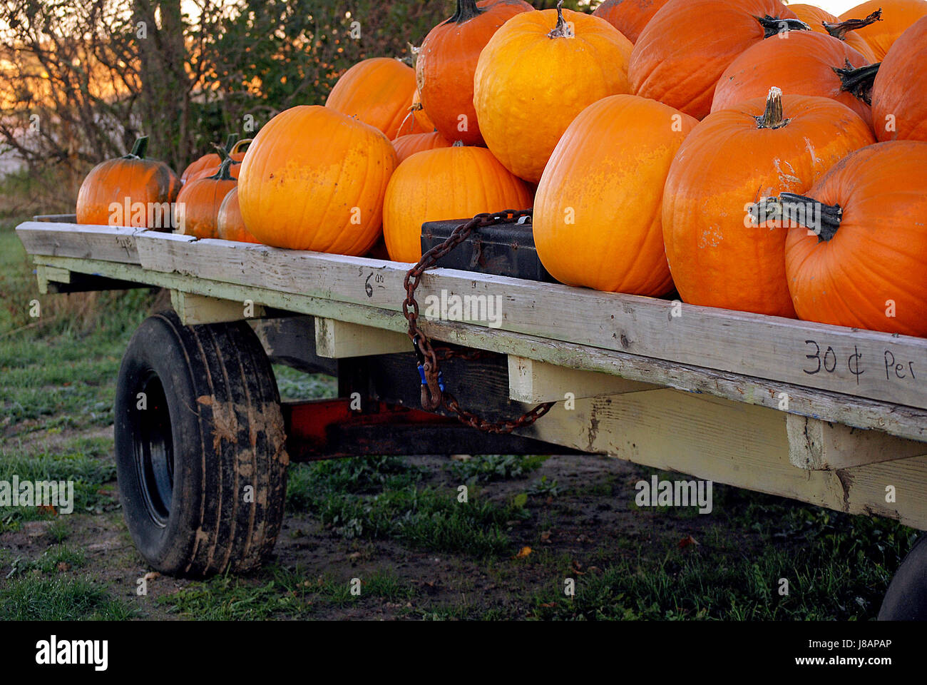 Orange Kürbis für den Verkauf auf Holzwagen mit rostigen Spardose Stockfoto