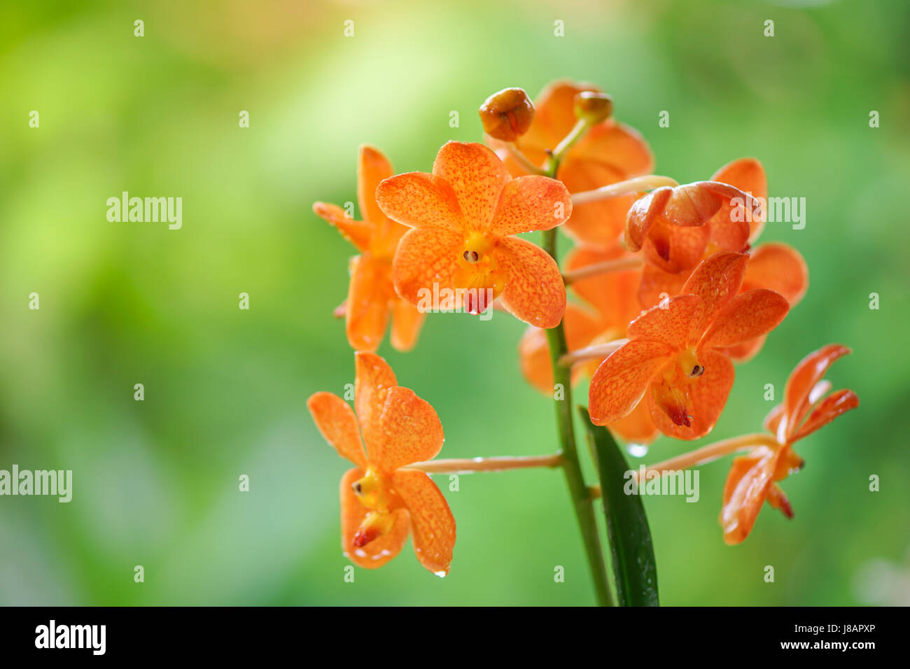 Orange Orchidee Blume gegen grüne Wien Stockfoto