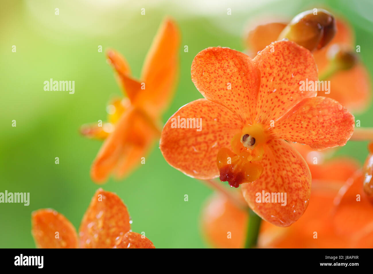 Orange Orchidee Blume gegen grüne Wien Stockfoto